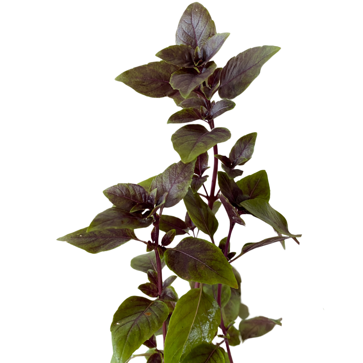 2 Mudas Manjericão Roxo (Ocimum basilicum Thai) No Saquinho - Imagem 2