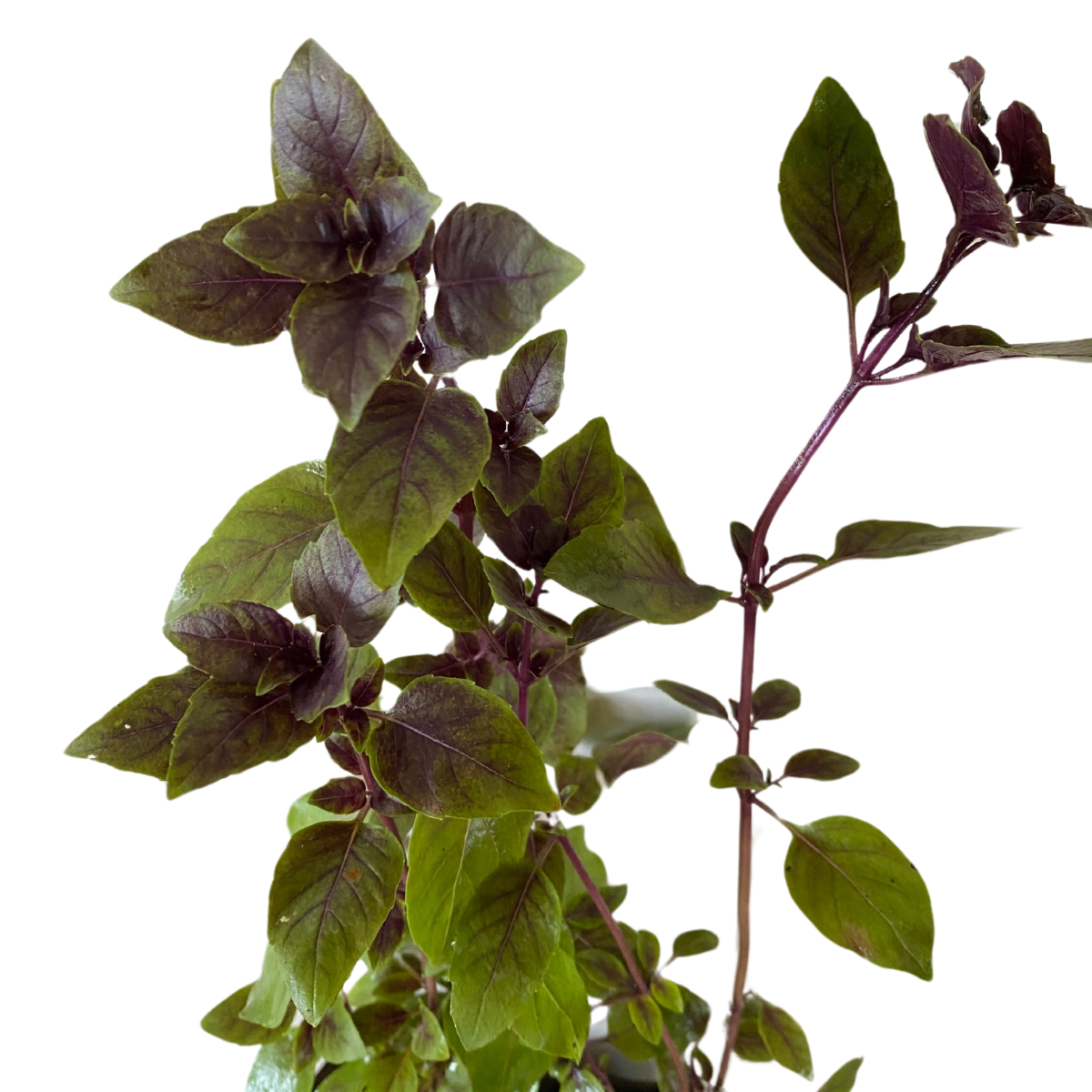 2 Mudas Manjericão Roxo (Ocimum basilicum Thai) No Saquinho - Imagem 4