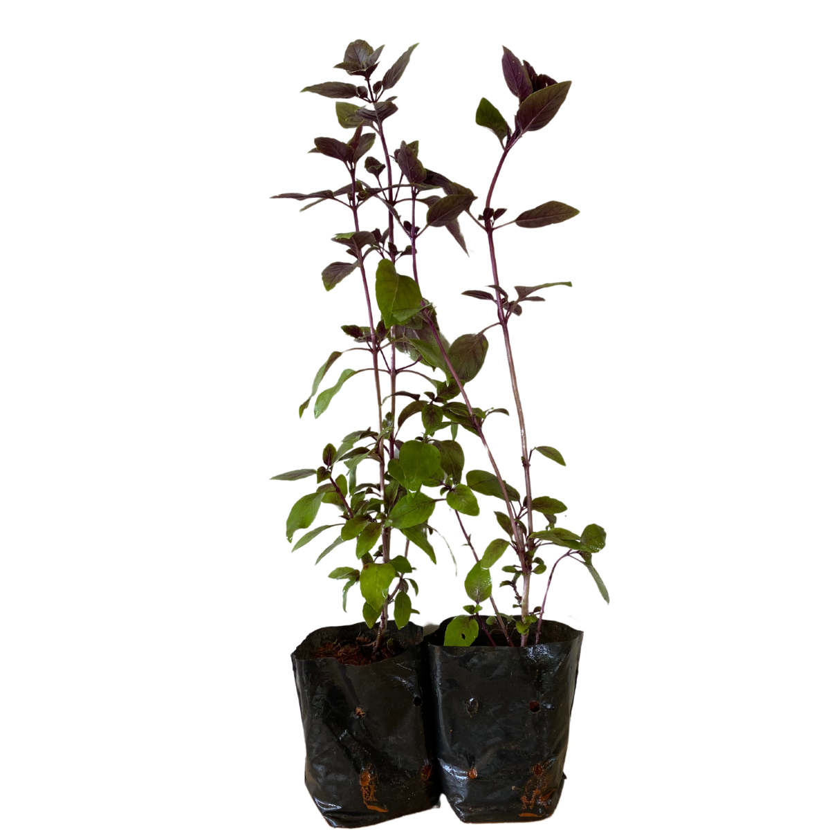 2 Mudas Manjericão Roxo (Ocimum basilicum Thai) No Saquinho