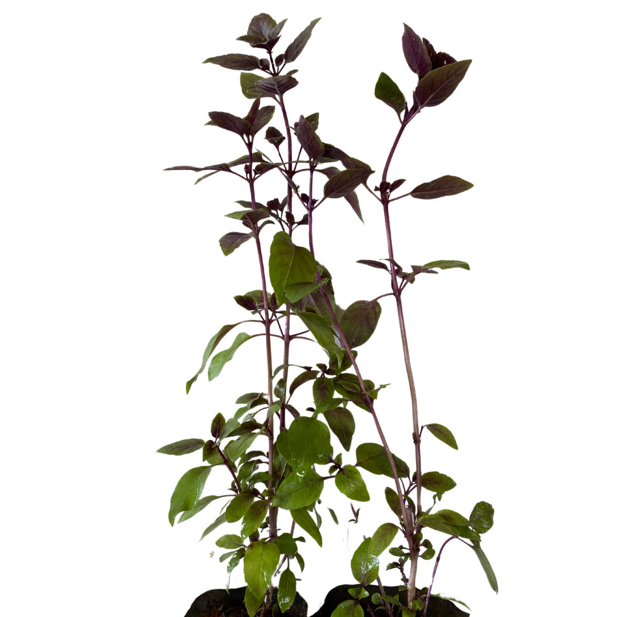 2 Mudas Manjericão Roxo (Ocimum basilicum Thai) No Saquinho - Imagem 3