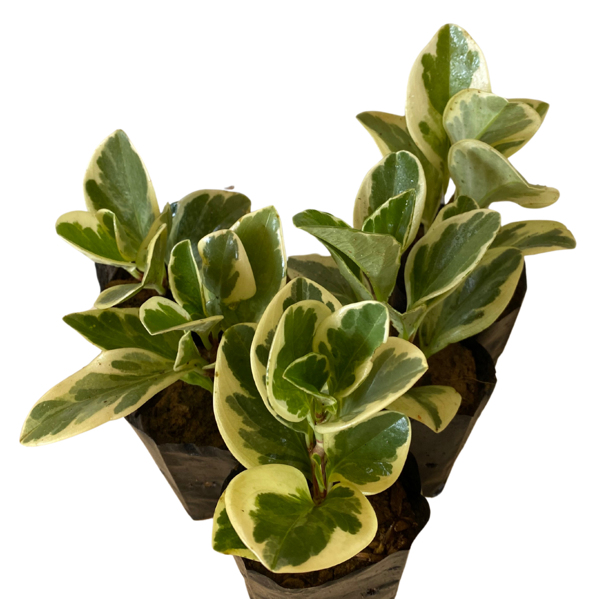 5 Mudas Peperomia Variegata - obtusifolia no Saquinho - Imagem 3