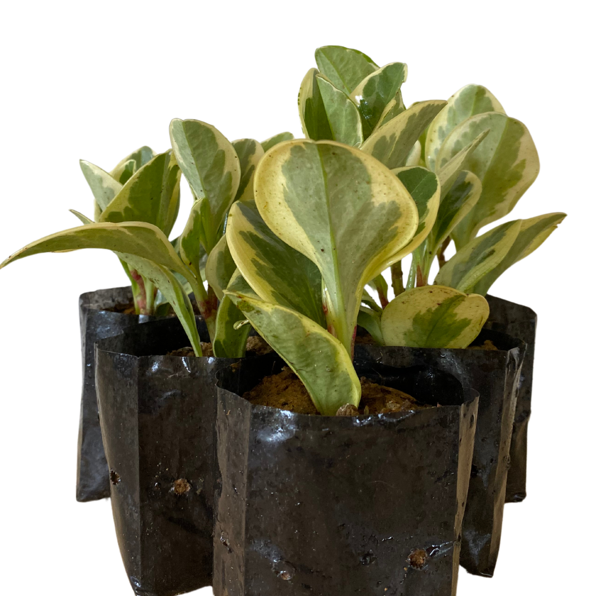 5 Mudas Peperomia Variegata - obtusifolia no Saquinho