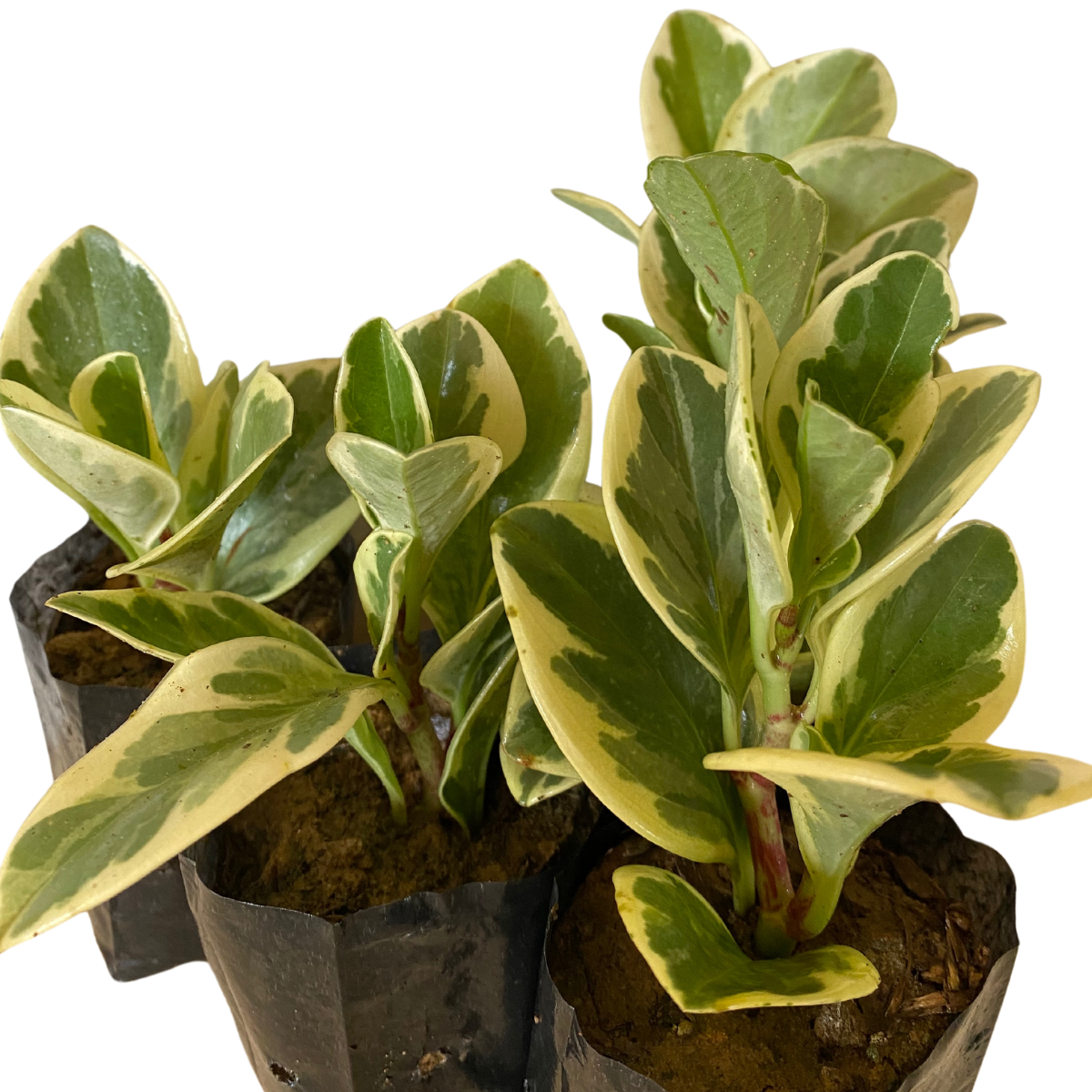 Peperomia Variegata - obtusifolia no Saquinho - Imagem 8