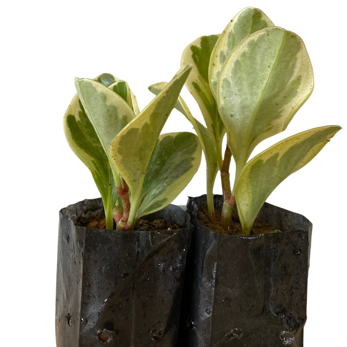 5 Mudas Peperomia Variegata - obtusifolia no Saquinho - Imagem 4