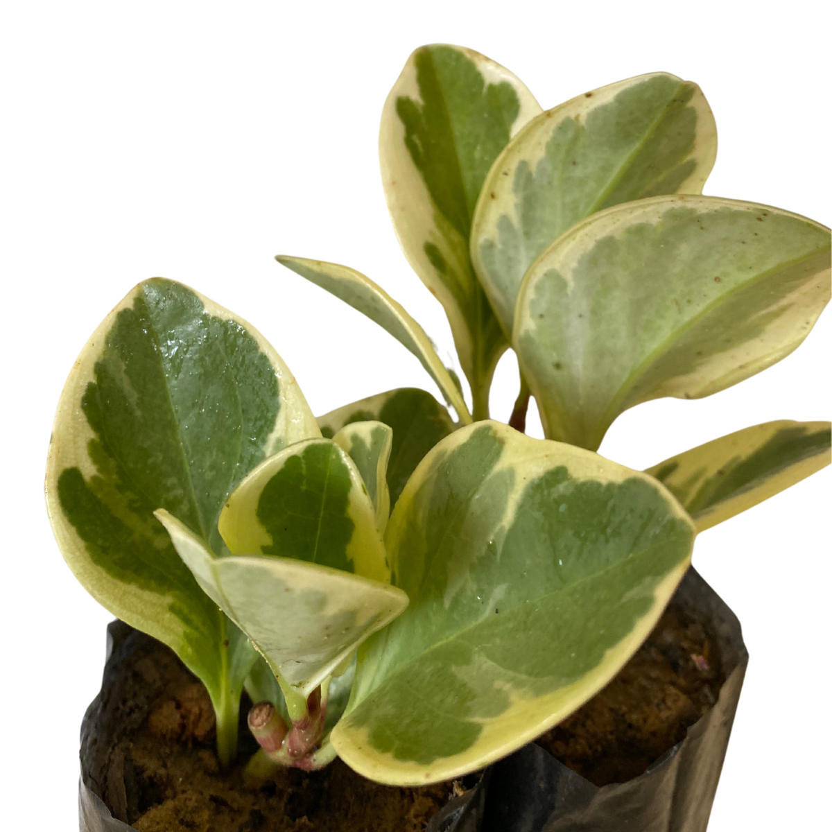 Peperomia Variegata - obtusifolia no Saquinho - Imagem 10