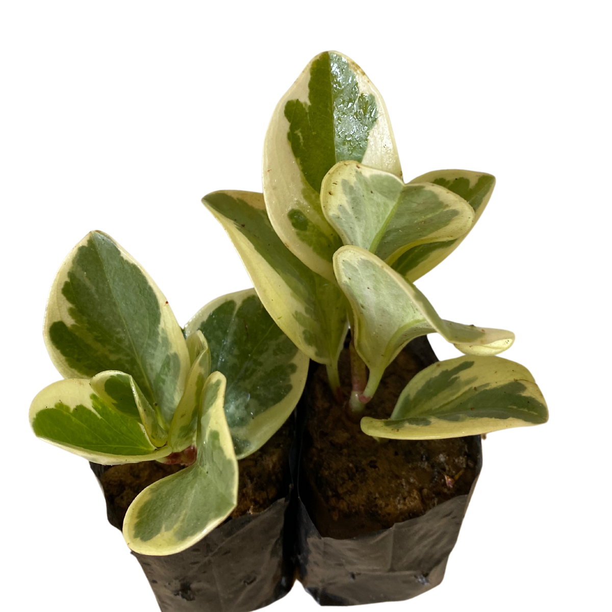 2 Mudas Peperomia Variegata - obtusifolia no Saquinho - Imagem 11