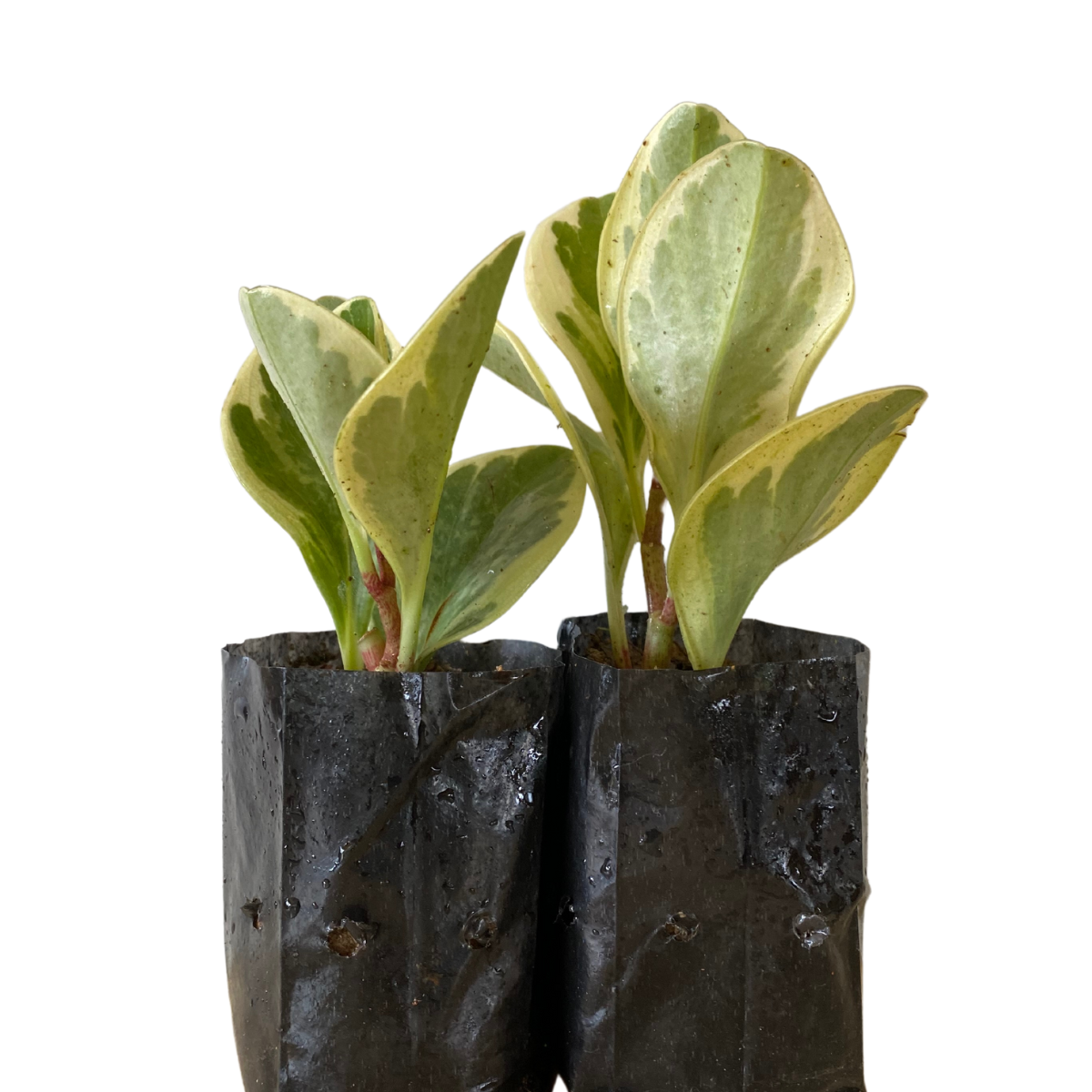 5 Mudas Peperomia Variegata - obtusifolia no Saquinho - Imagem 5