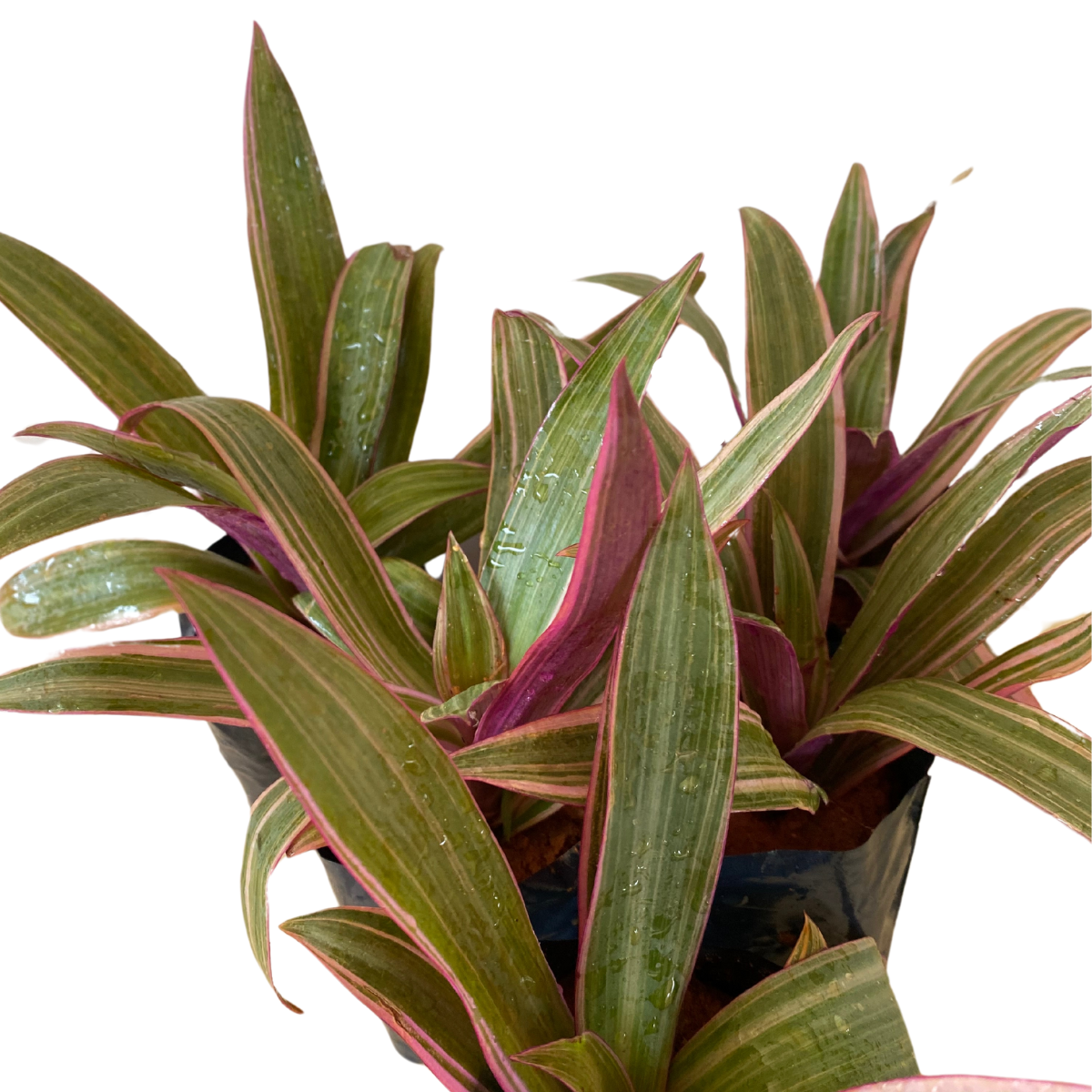 Abacaxi Roxo Variegata (Tradescantia spathacea Variegata)