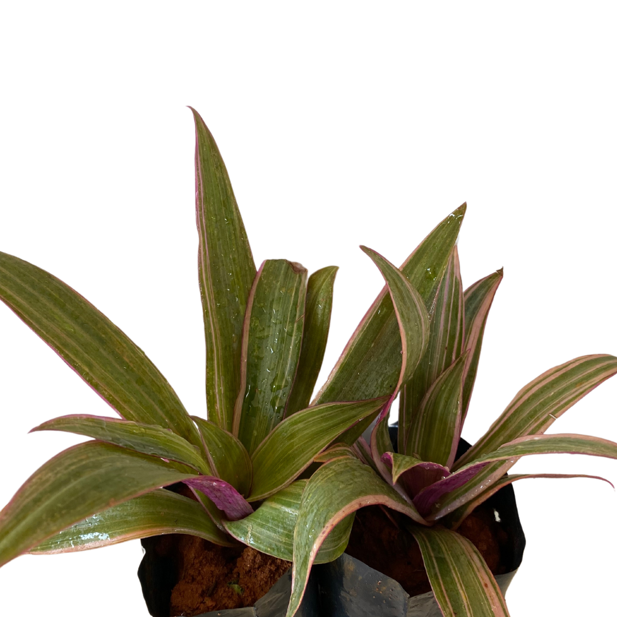 Abacaxi Roxo Variegata (Tradescantia spathacea Variegata) - Imagem 4