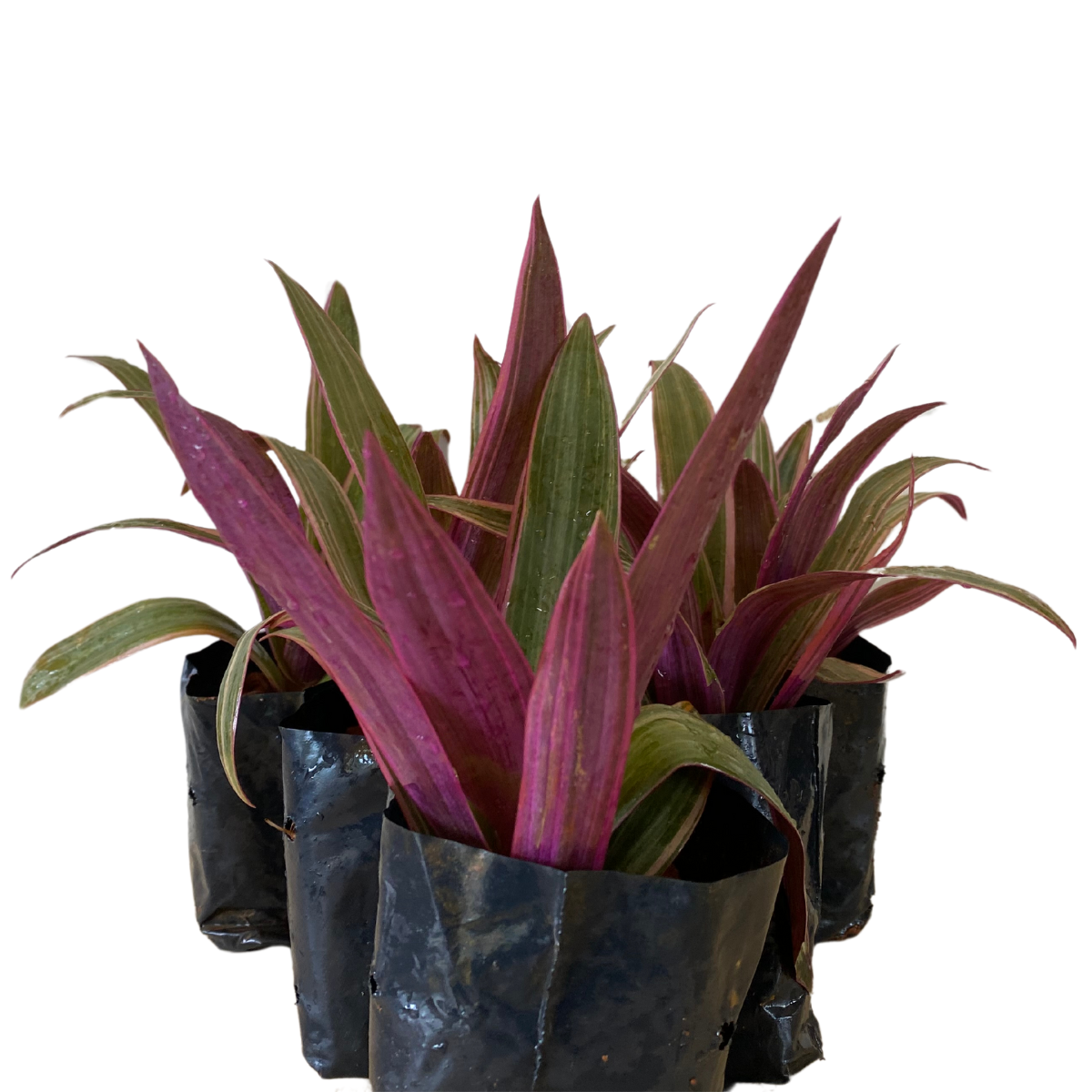 Abacaxi Roxo Variegata (Tradescantia spathacea Variegata) - Imagem 5