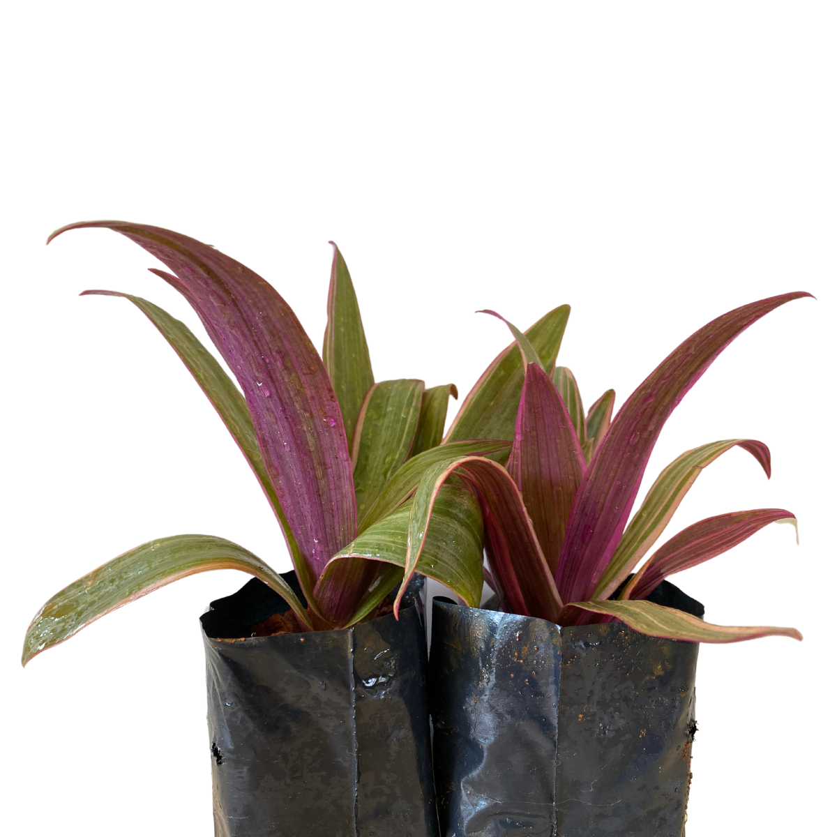 Abacaxi Roxo Variegata (Tradescantia spathacea Variegata) - Imagem 2