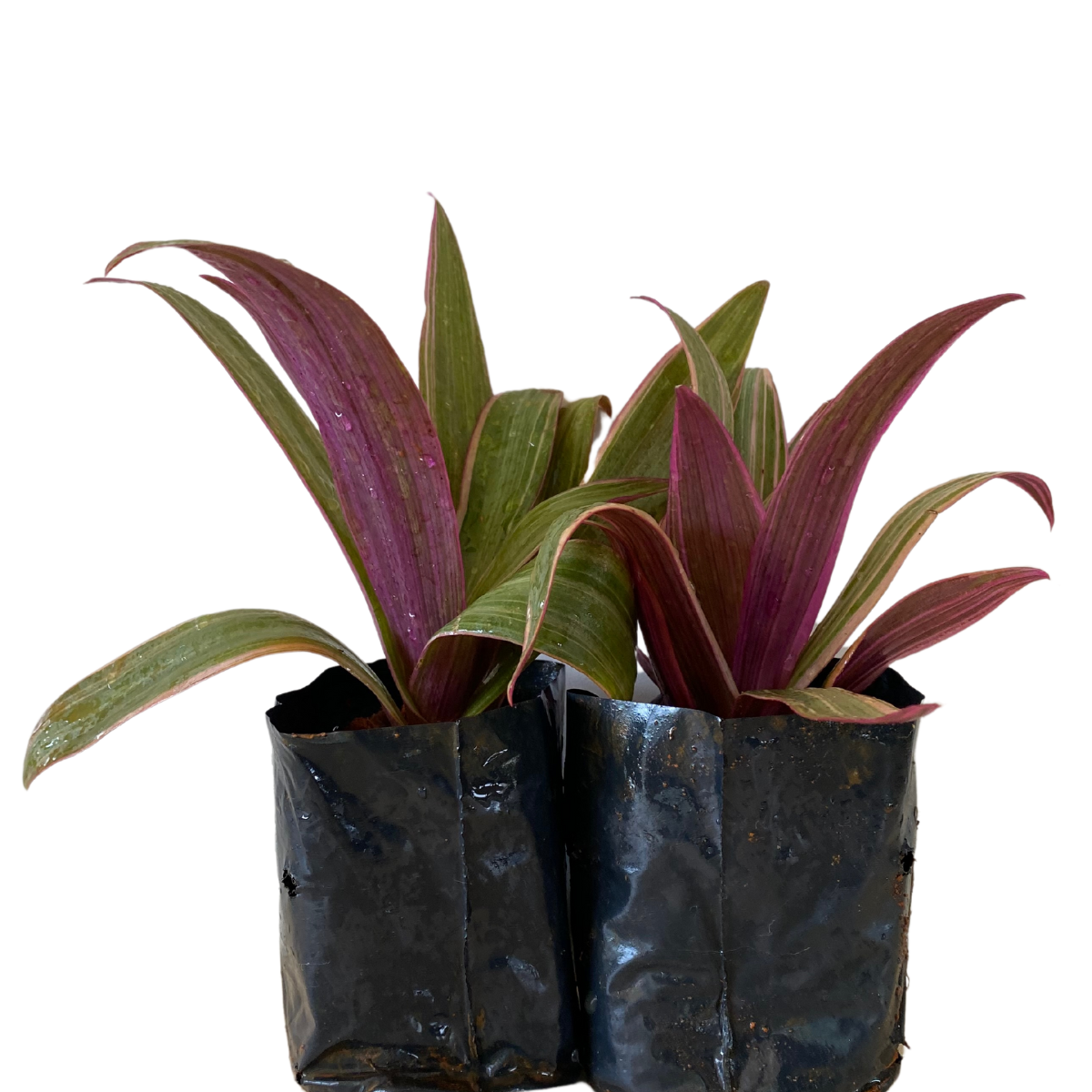 5 Mudas Abacaxi Roxo Variegata (Tradescantia spathacea) - Imagem 3