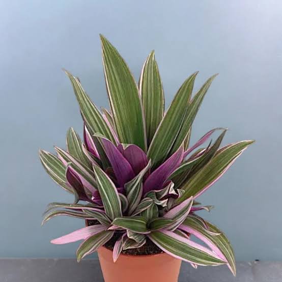 5 Mudas Abacaxi Roxo Variegata (Tradescantia spathacea) - Imagem 6