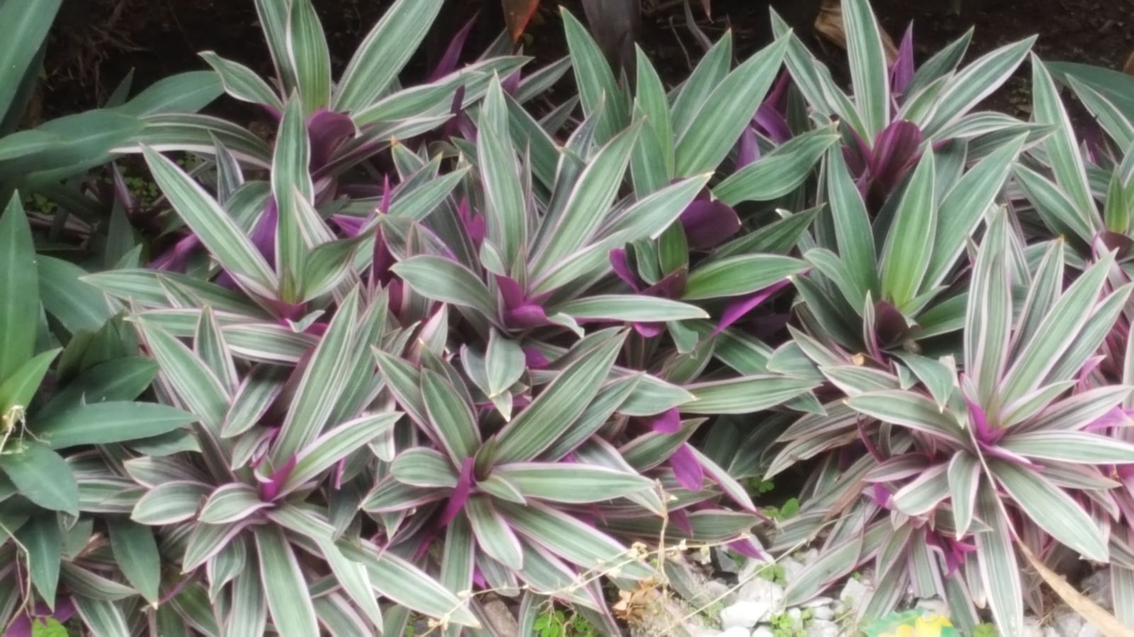 5 Mudas Abacaxi Roxo Variegata (Tradescantia spathacea) - Imagem 7