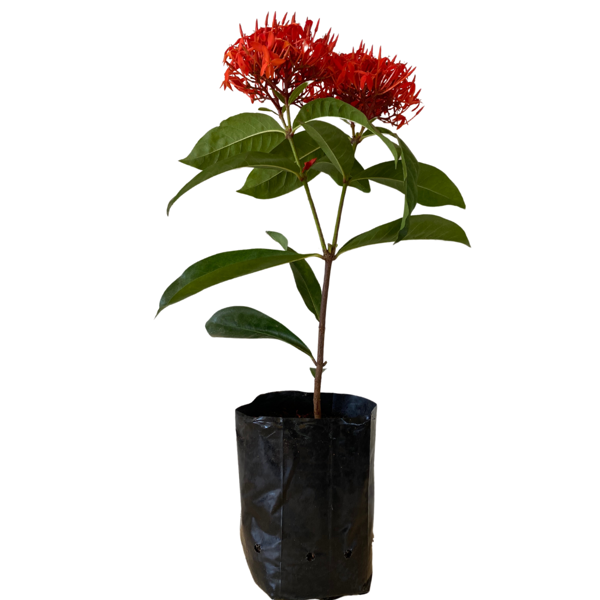 2 Mudas Ixoria Rei Vermelha (Ixora macrothyrsa) no Saquinho - Imagem 2