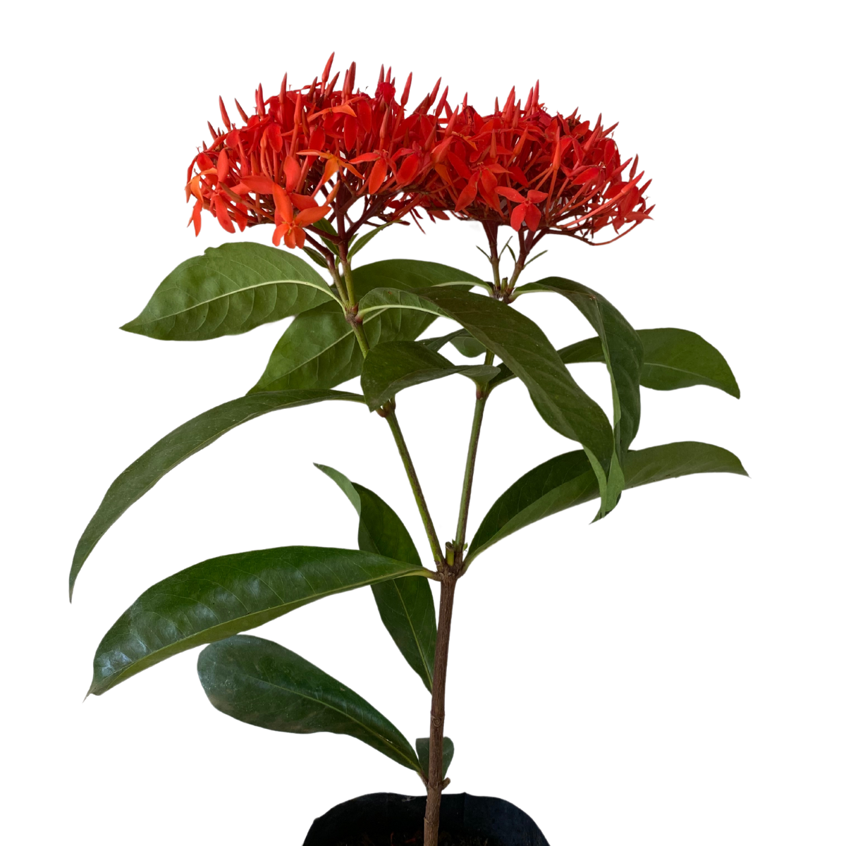 2 Mudas Ixoria Rei Vermelha (Ixora macrothyrsa) no Saquinho - Imagem 3