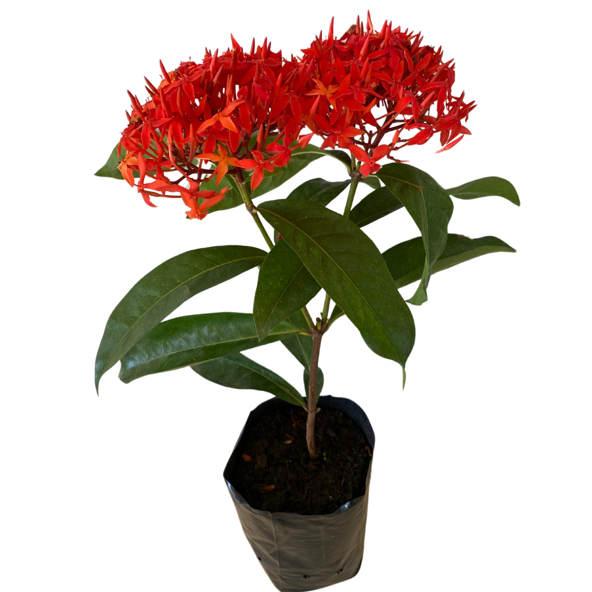 2 Mudas Ixoria Rei Vermelha (Ixora macrothyrsa) no Saquinho - Imagem 4