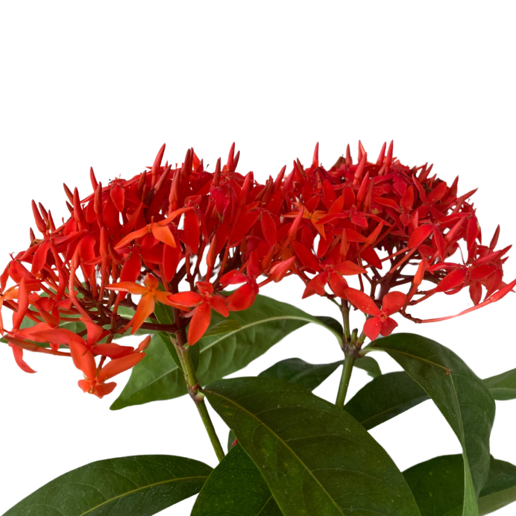 5 Mudas Ixoria Rei Vermelha (Ixora macrothyrsa) no Saquinho