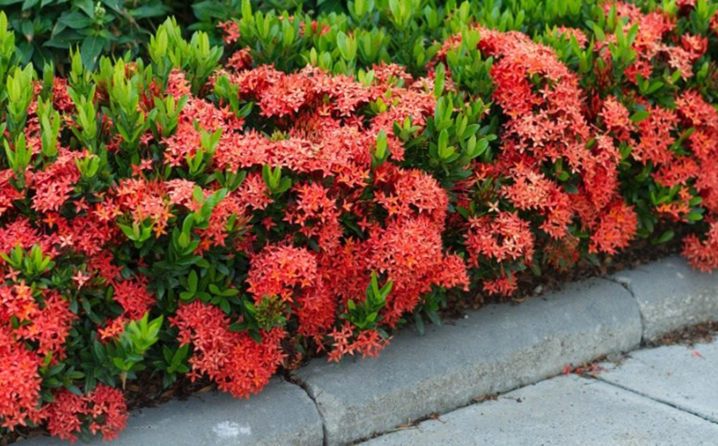 2 Mudas Ixoria Rei Vermelha (Ixora macrothyrsa) no Saquinho - Imagem 5