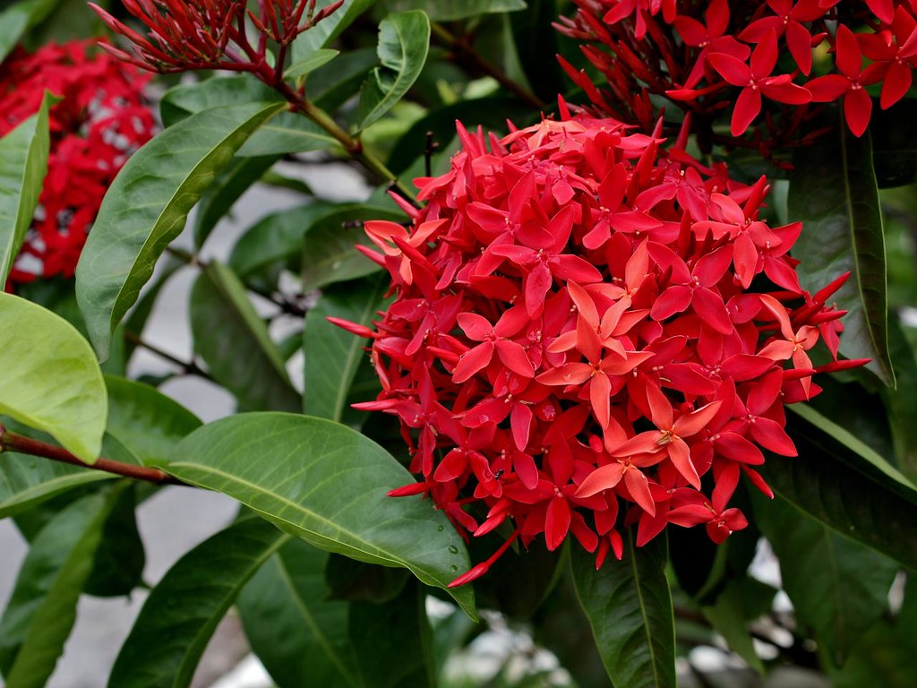 2 Mudas Ixoria Rei Vermelha (Ixora macrothyrsa) no Saquinho - Imagem 7