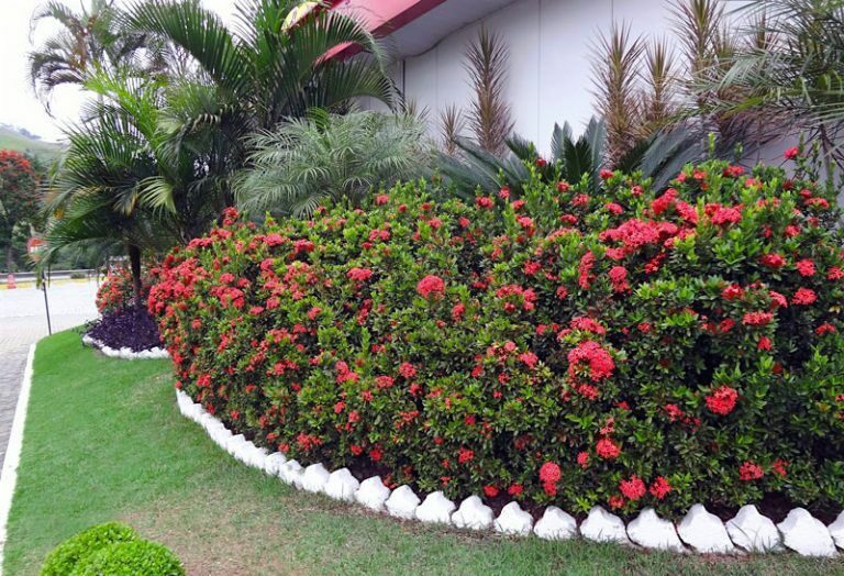 2 Mudas Ixoria Rei Vermelha (Ixora macrothyrsa) no Saquinho - Imagem 8