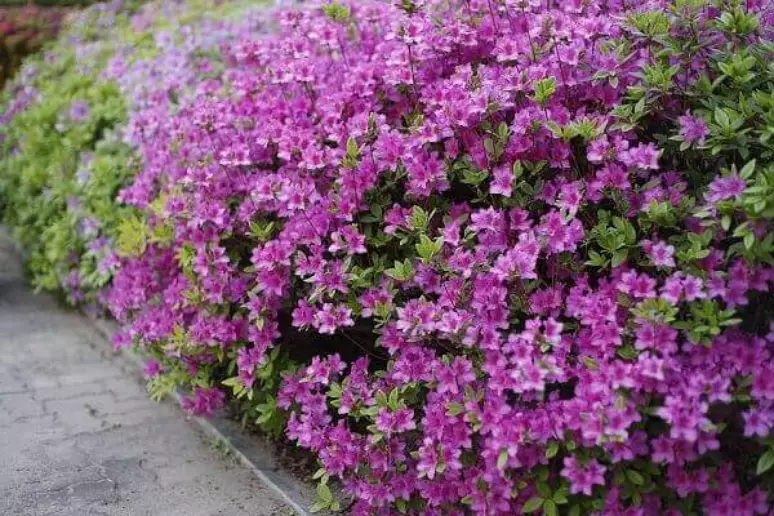 5 Mudas Azaléia Flor Roxa Rhododendron no Saquinho - Imagem 5