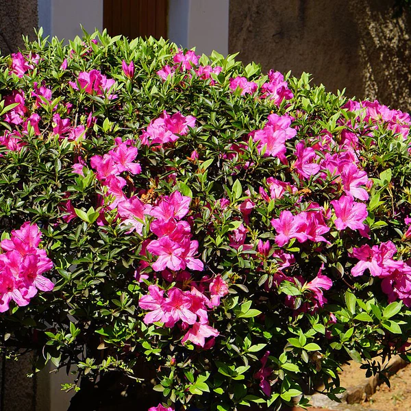 10 Mudas Azaléia Flor Roxa Rhododendron no Saquinho - Imagem 8