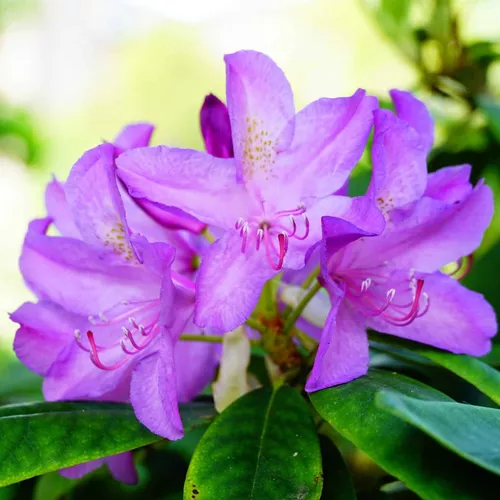 Azaléia Flor Roxa Rhododendron no Saquinho - Imagem 6