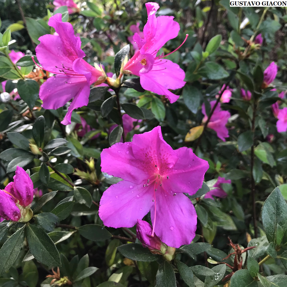 5 Mudas Azaléia Flor Roxa Rhododendron no Saquinho - Imagem 7
