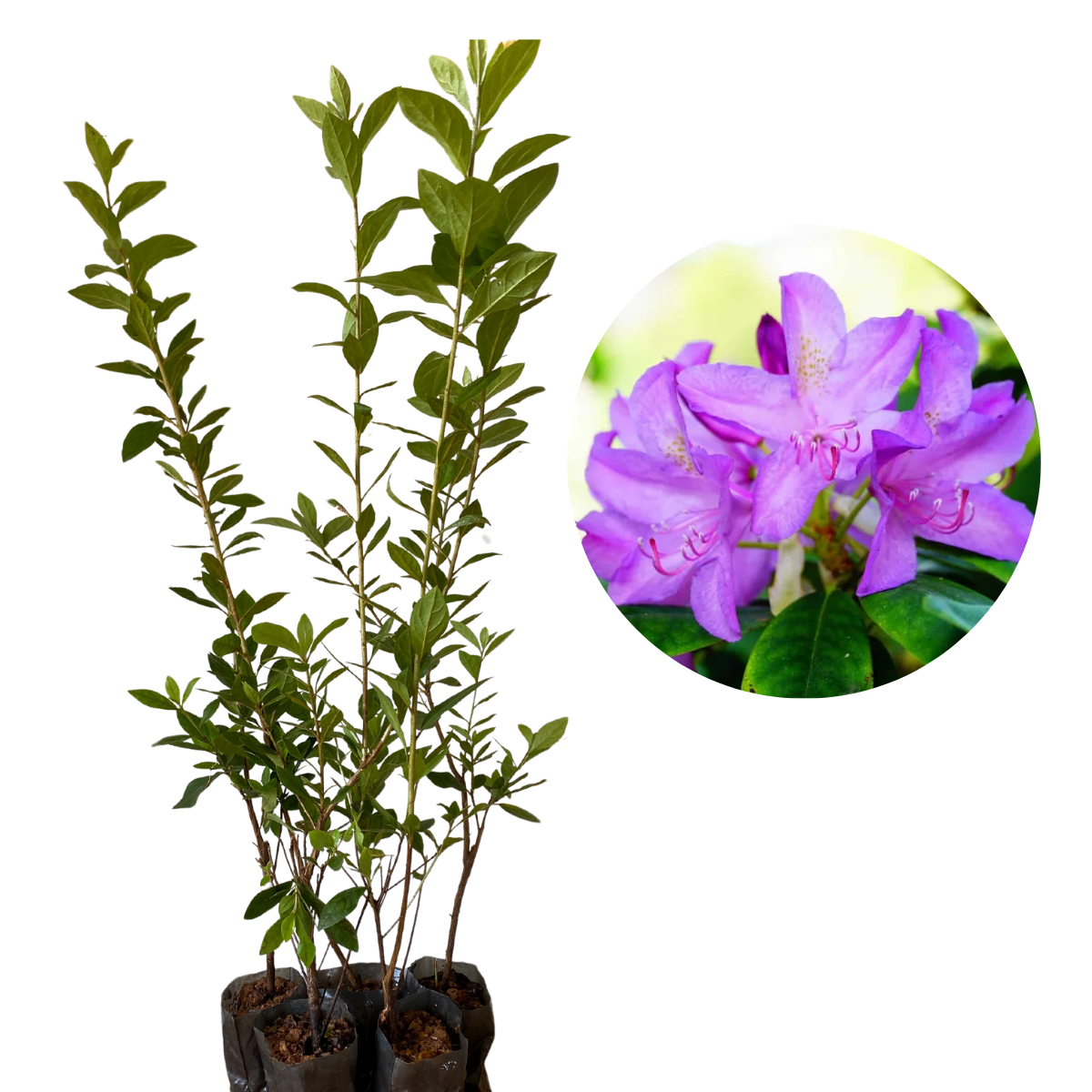 5 Mudas Azaléia Flor Roxa Rhododendron no Saquinho