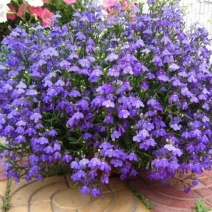 5 Mudas Lobélia Azul (Lobelia erinus) no Saquinho
