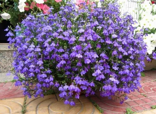 5 Mudas Lobélia Azul (Lobelia erinus) no Saquinho