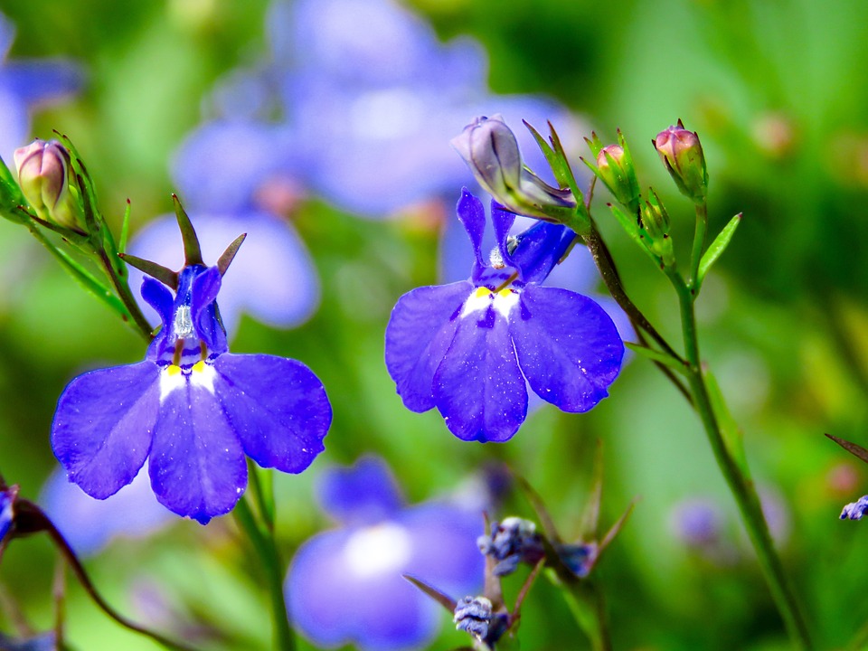 10 Mudas Lobélia Azul (Lobelia erinus) no Saquinho - Imagem 3