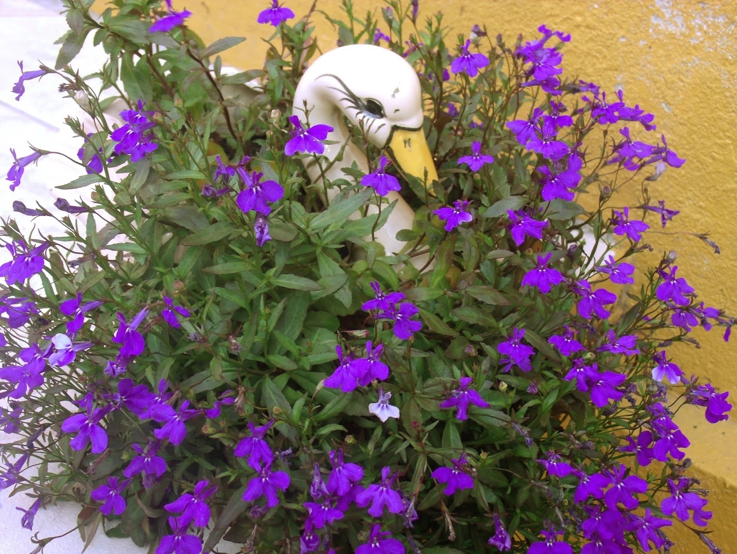 10 Mudas Lobélia Azul (Lobelia erinus) no Saquinho - Imagem 2
