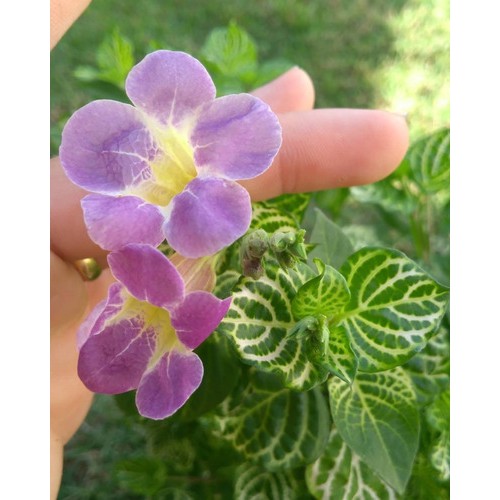 5 mudas Assistacia-rendada (Asystasia gangetica) no Saquinho - Imagem 7
