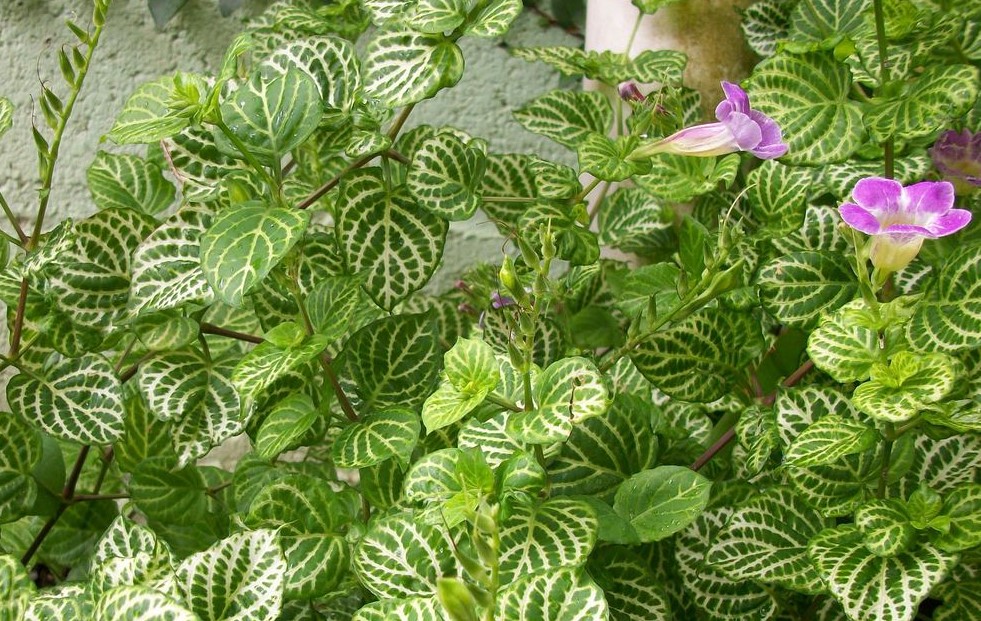 5 mudas Assistacia-rendada (Asystasia gangetica) no Saquinho - Imagem 6