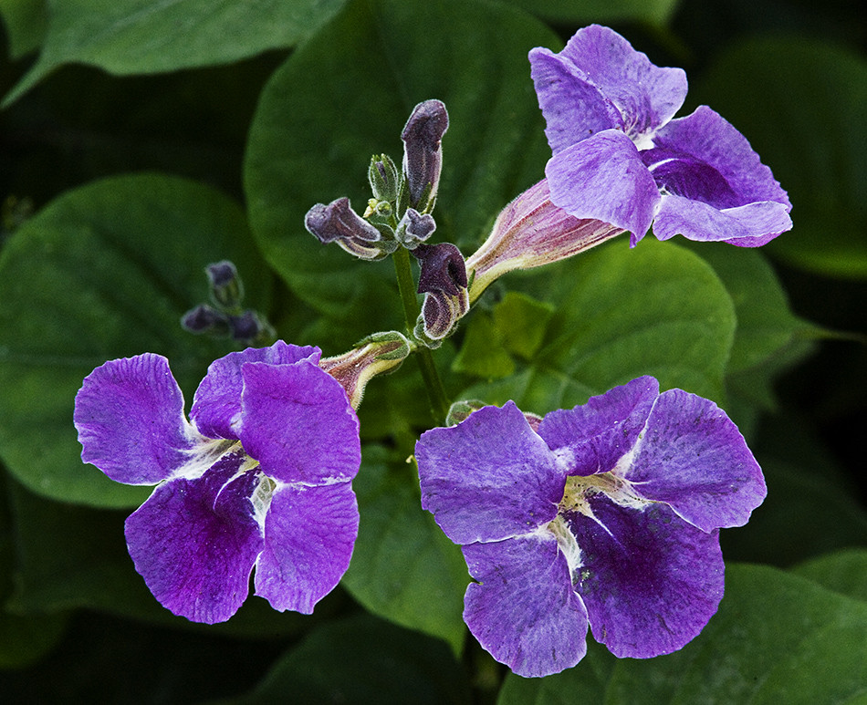 Assistacia-roxa (Asystasia gangetica) no Saquinho - Imagem 4