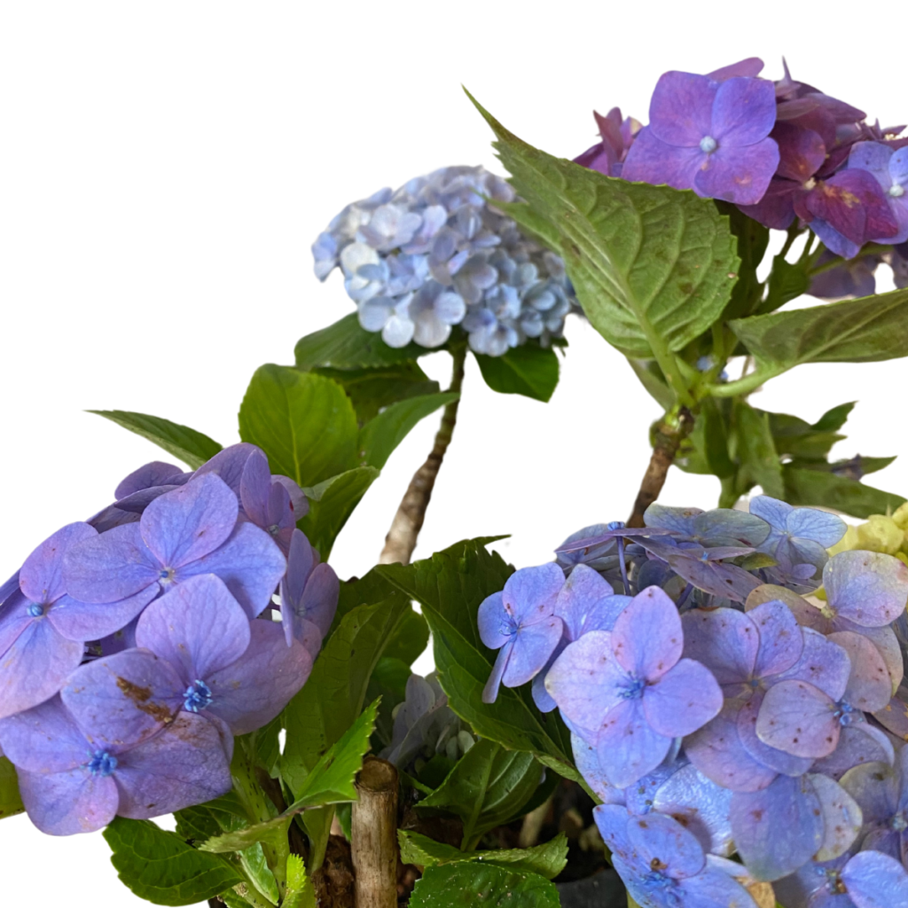 2 Mudas Sortidas Hortênsia (Hydrangea macrophylla) Saquinho