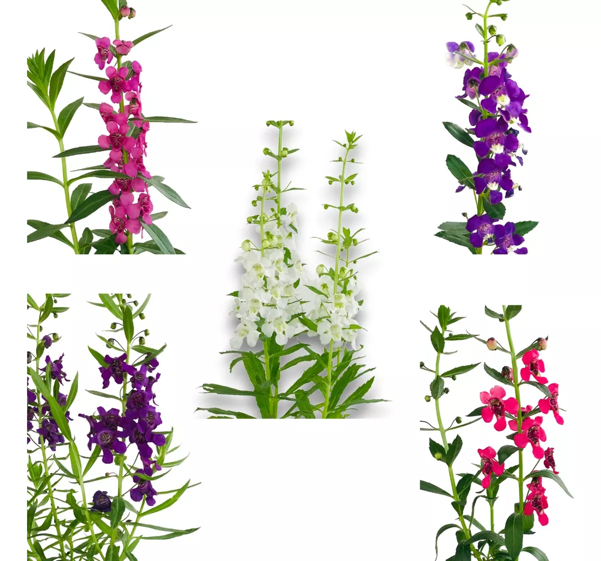 10 Mudas Angelônia (Angelonia angustifolia) no Saquinho - Imagem 3