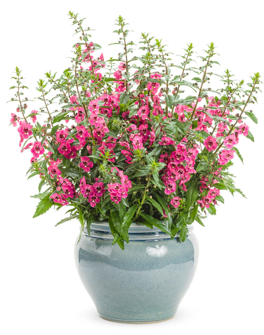 10 Mudas Angelônia (Angelonia angustifolia) no Saquinho - Imagem 4