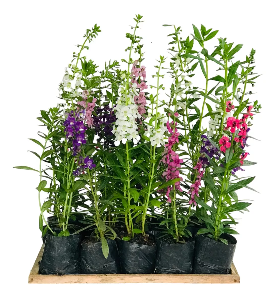 Angelônia, Boca-de-Leão-do-Verão (Angelonia angustifolia) - Imagem 2