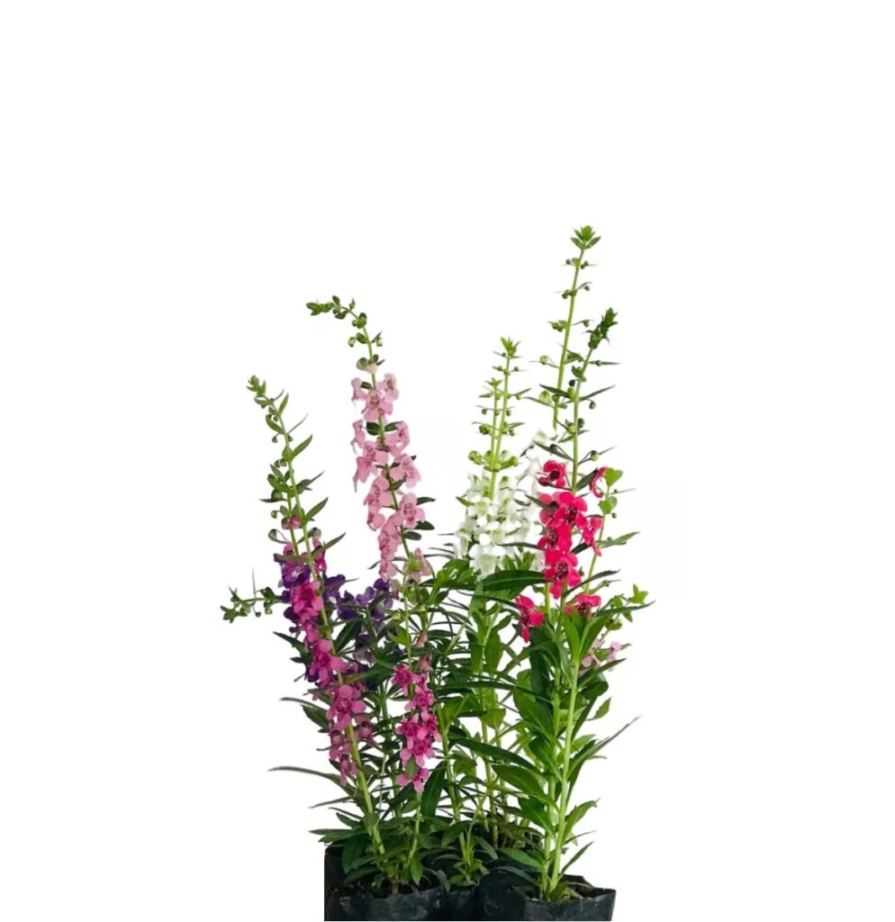 5 Mudas Angelônia (Angelonia angustifolia) no Saquinho