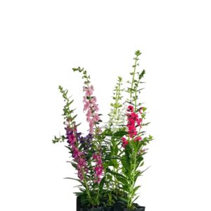Angelônia, Boca-de-Leão-do-Verão (Angelonia angustifolia)