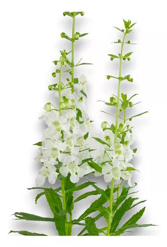 Angelônia, Boca-de-Leão-do-Verão (Angelonia angustifolia) - Imagem 5