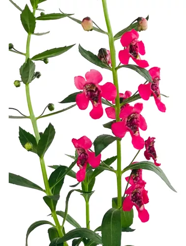 10 Mudas Angelônia (Angelonia angustifolia) no Saquinho - Imagem 7