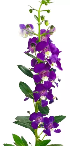 Angelônia, Boca-de-Leão-do-Verão (Angelonia angustifolia) - Imagem 6
