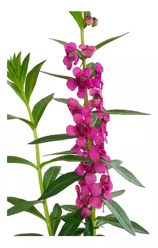 Angelônia, Boca-de-Leão-do-Verão (Angelonia angustifolia) - Imagem 8