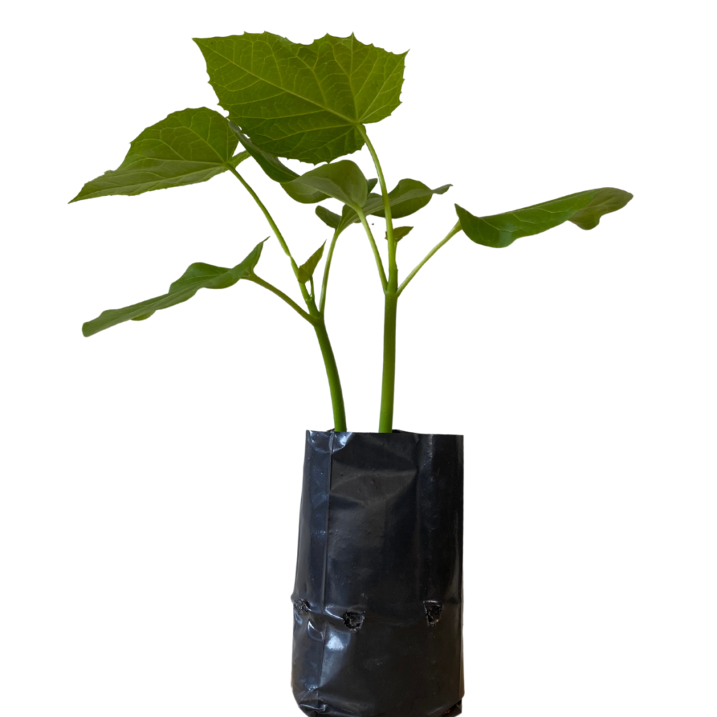 Pinhão Branco, Pinhão Manso - Jatropha Curcas no Saquinho