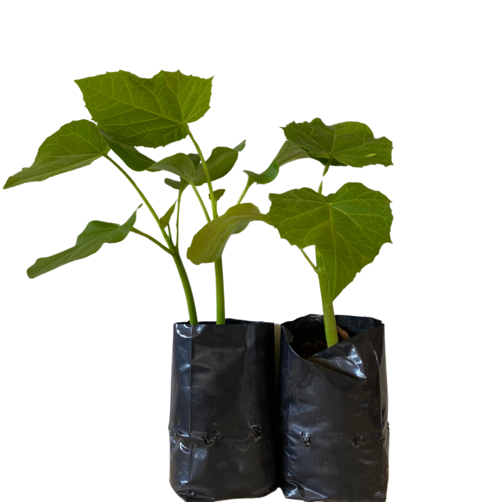 2 Mudas Pinhão Branco, Pinhão Manso - Jatropha Curcas