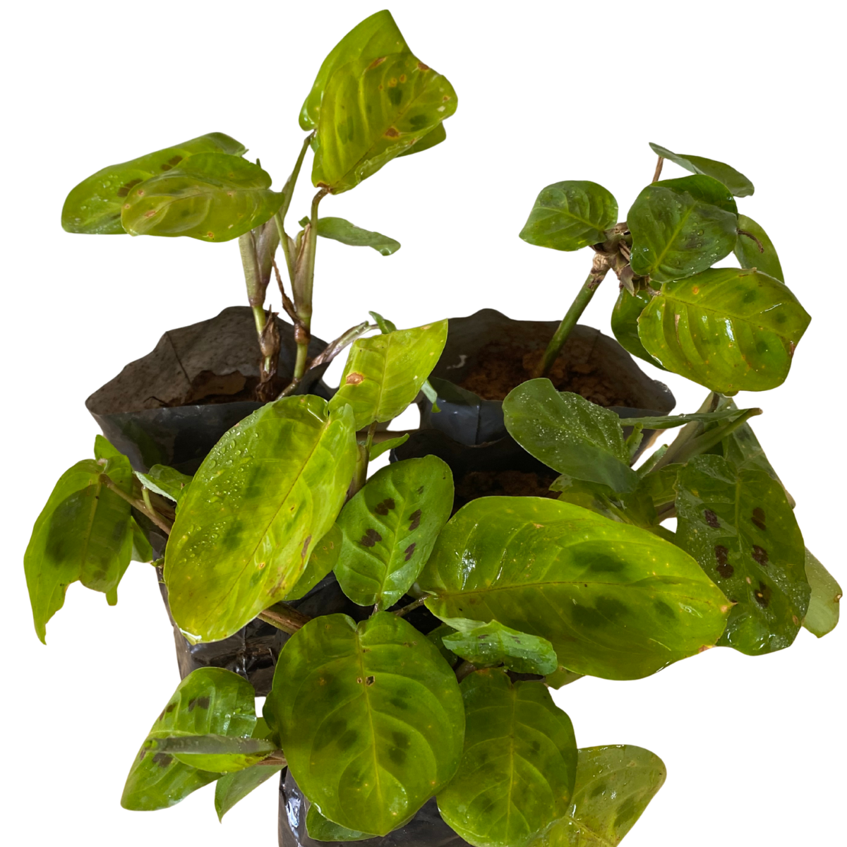 Maranta-barriga-de-sapo, pena-de-pavão no Saquinho - Imagem 7